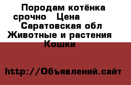 Породам котёнка срочно › Цена ­ 2 000 - Саратовская обл. Животные и растения » Кошки   